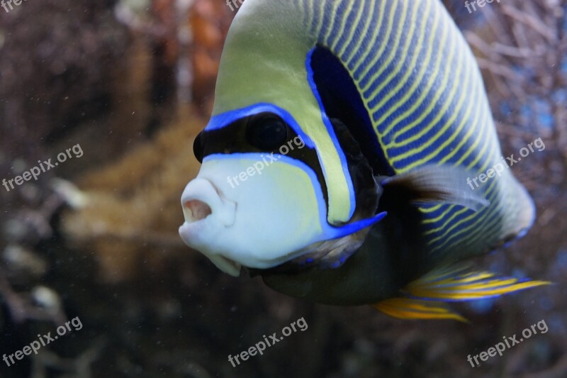 Emperor Angelfish Angelfish Fish Aquarium Water Creature