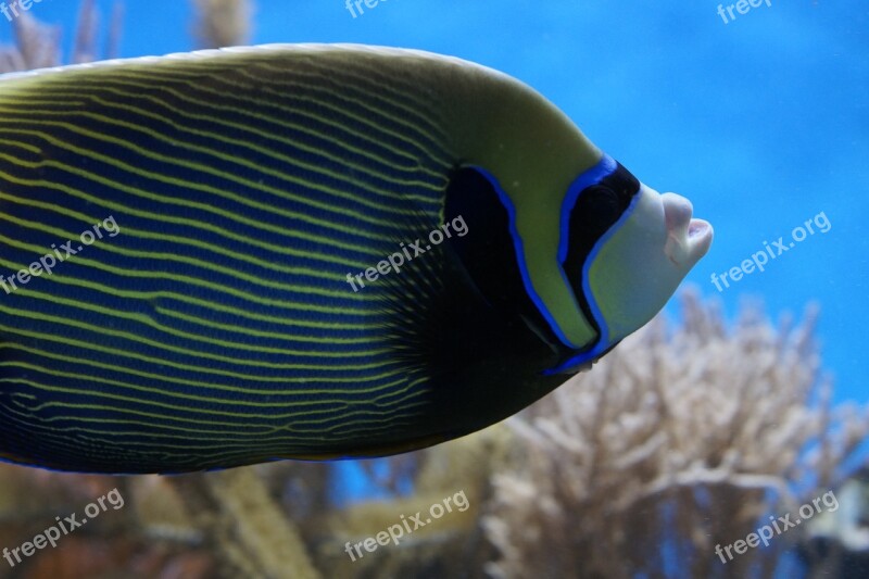 Emperor Angelfish Angelfish Fish Aquarium Water Creature