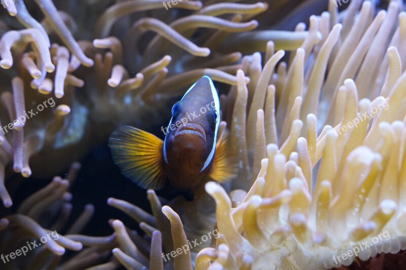 Anemones Sea Anemones Underwater World Aquarium Sea