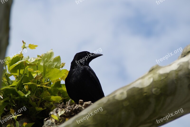 Raven Crow Carrion Crow Raven Bird Bird