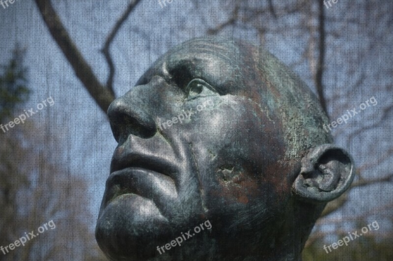 Head Human Adult Face Looking