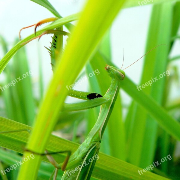 Insects Mantis Religion Mantis Religiosa Green