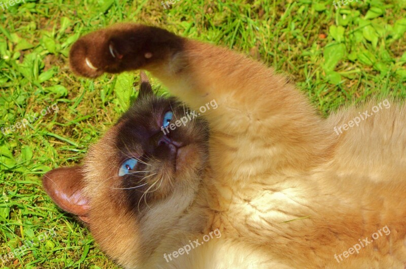 British Shorthair Cat Play Mieze Thoroughbred