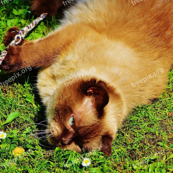 British Shorthair Cat Play Mieze Thoroughbred