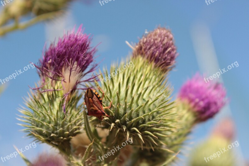 Nature Bugs Insects Small Invertebrate