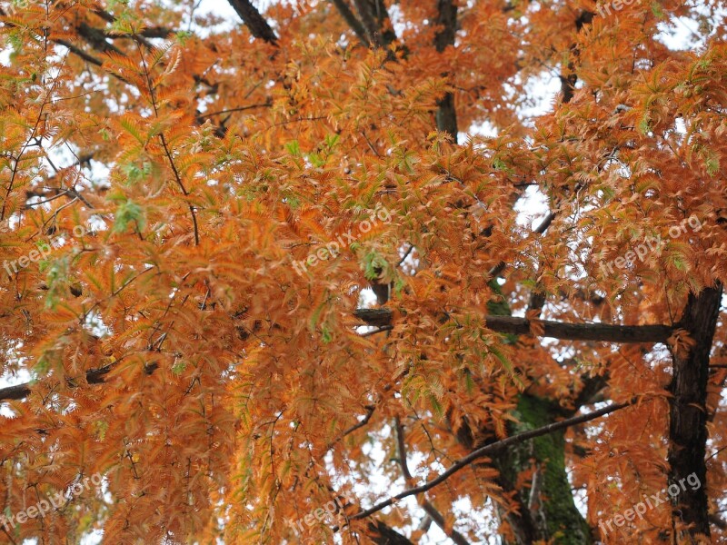 Mimosa Ornamental Fall Color Leaves Tree