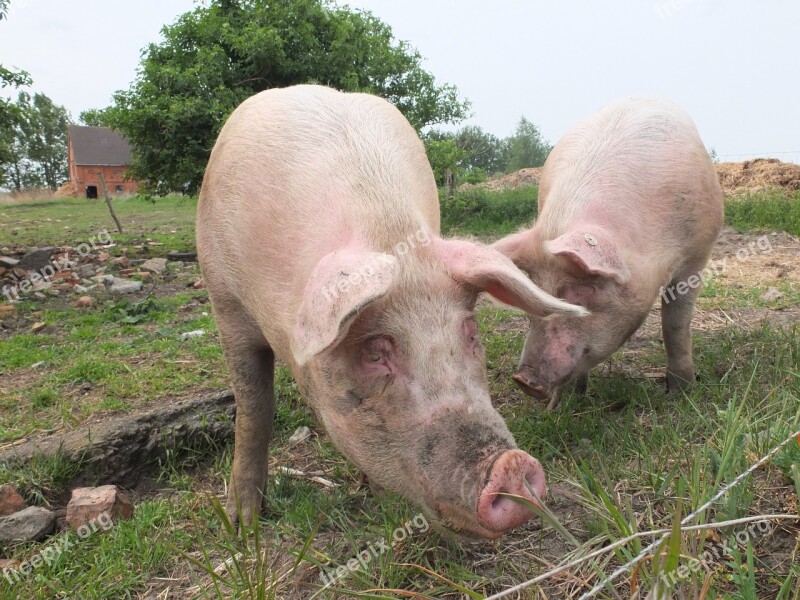 Pigs Out Animal Husbandry Domestic Pig Dirt