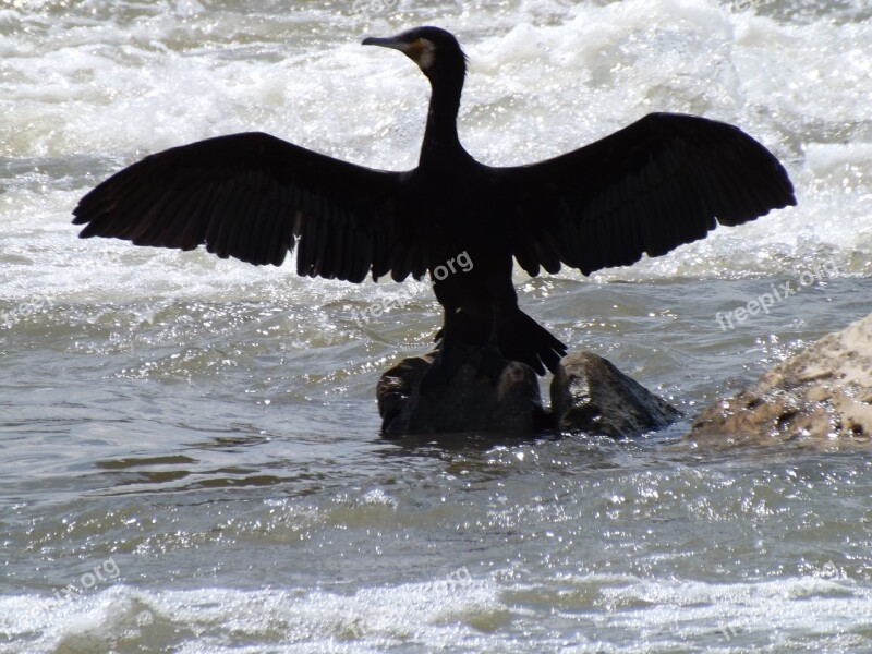 Birds Cormorant Wings Water Black