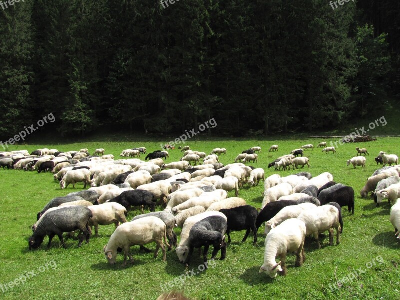 Tatry Mountains Poland Goats Sheep