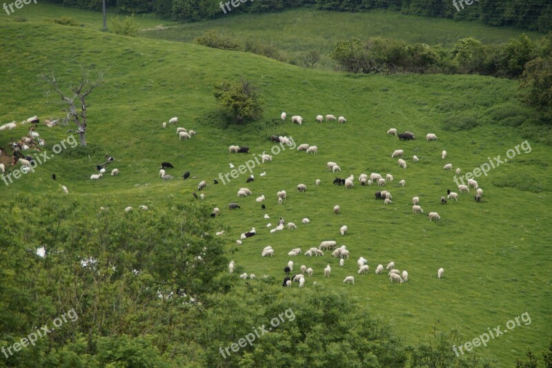 Sheep Graze Pasture Flock Of Sheep Free Photos