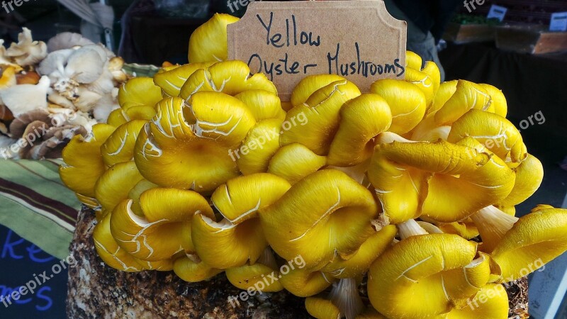 Yellow Oyster Mushrooms Food Fresh Organic