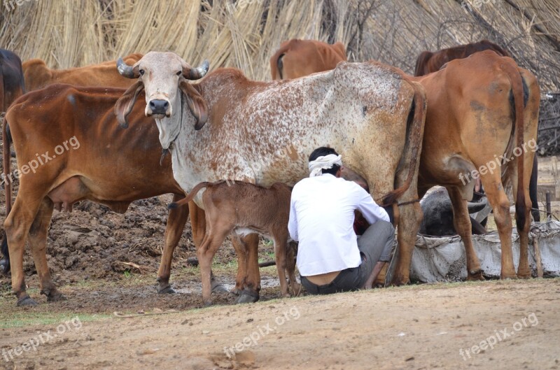 Mammals India Cows Milking Farmer