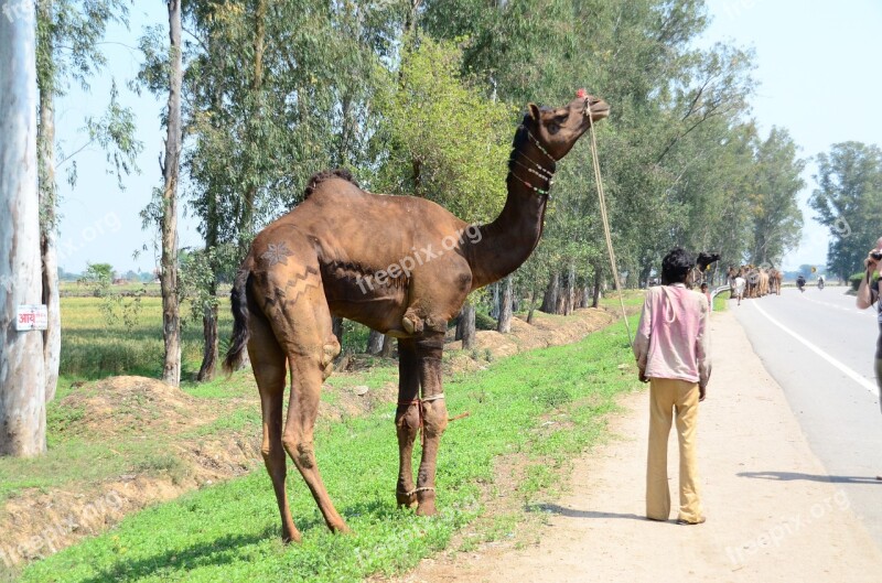 India Street Mammal Dromedary Beast Of Burden Free Photos