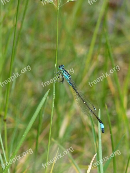 Insect Nature Dragonfly Animal Fly