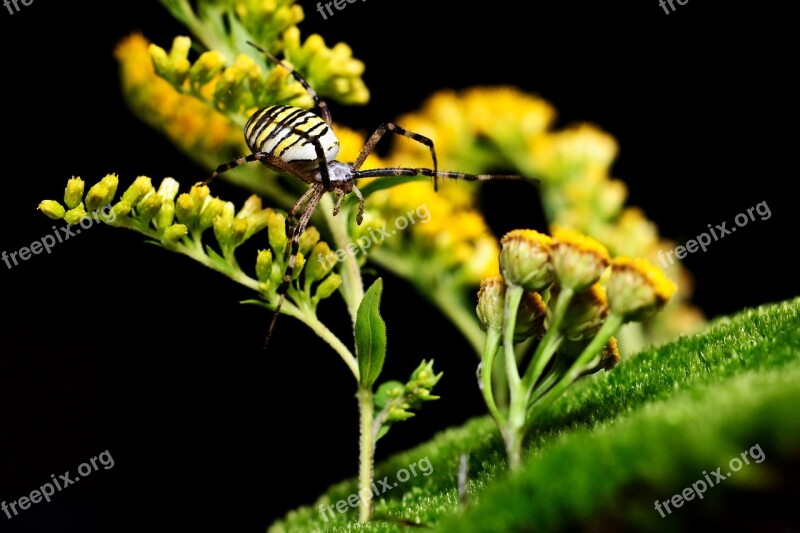 Spider Wasp Spider Macro Nature Insect