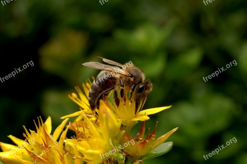 Bee Insect Pollination Garden Work