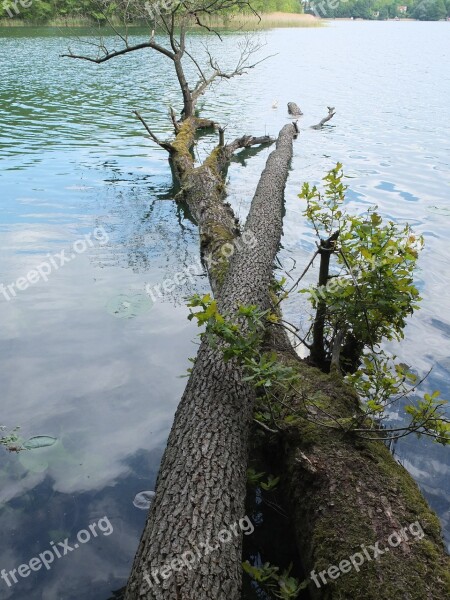 Log Traverse Water Lake Schermützelsee