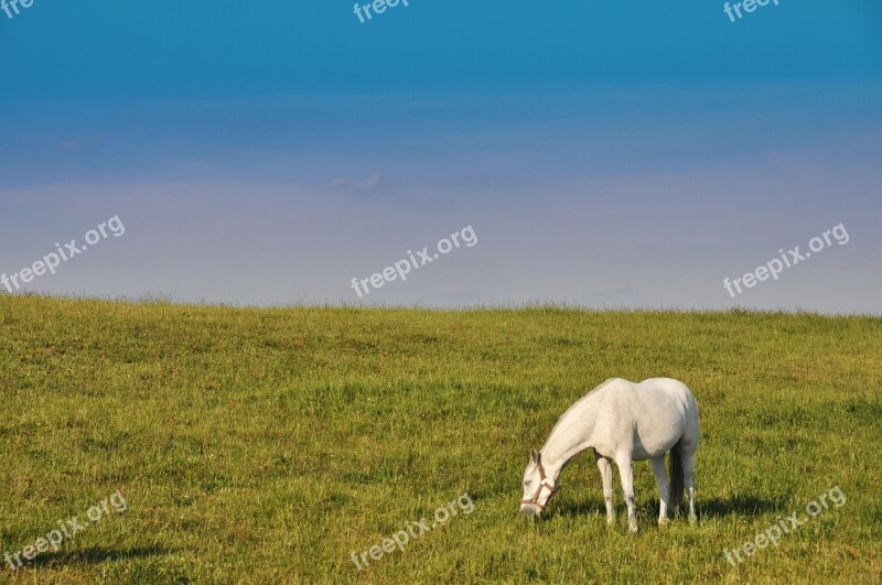 White The Horse Nature Animal Landscape