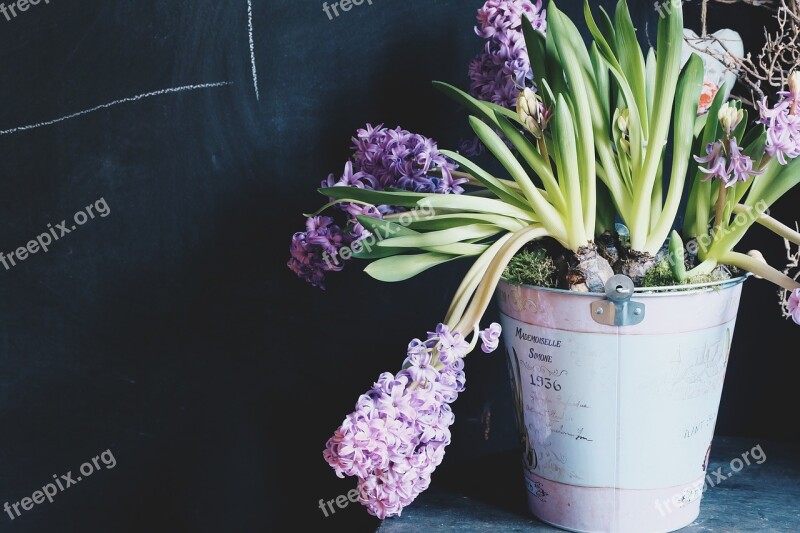 Plant Potted Hydrangea Violet Green