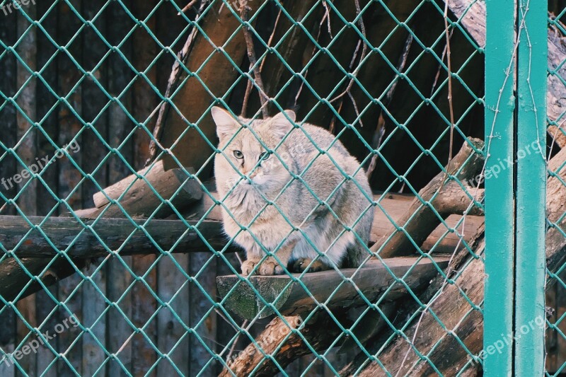 Cat Wildcat Wildlife Zoo Park