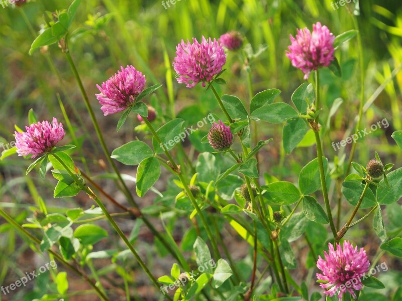 Red Clover Flower Red Flower Summer Free Photos