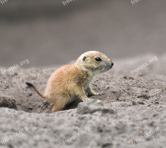 Meerkat Baby Animal Cute Fur