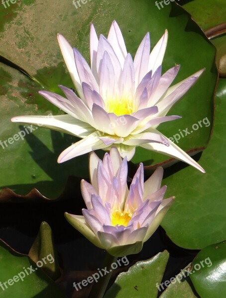 Lily Water Lily Nymphaea Caerulea Blue Water Lily Sacred Blue Lily