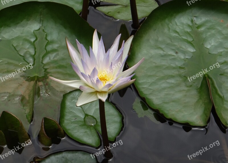 Lily Water Lily Nymphaea Caerulea Blue Water Lily Sacred Blue Lily