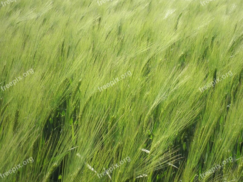 Cereals Field Green Immature Awns