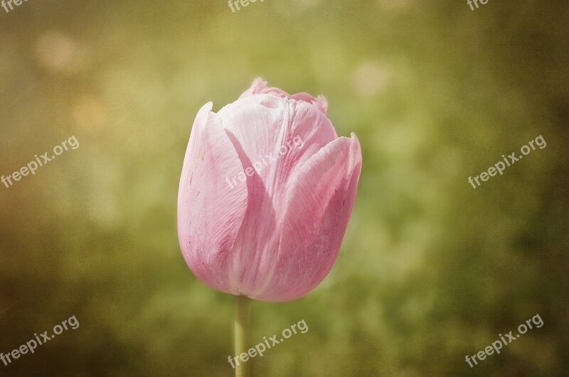 Tulip Flower Schnittblume Spring Flower Pink