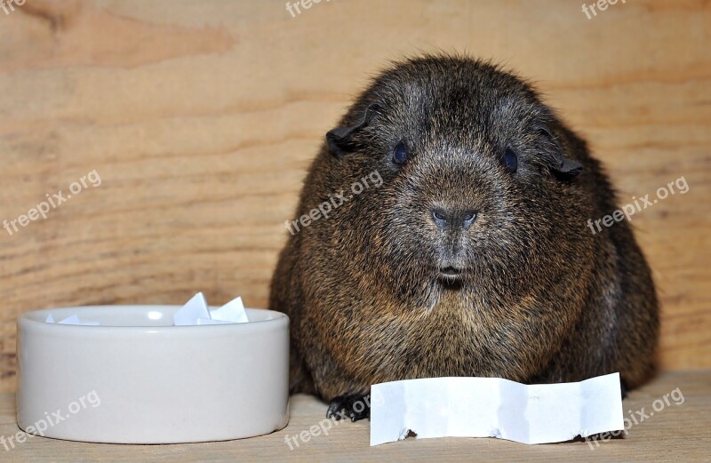 Guinea Pig Smooth Hair Gray Agouti Nager Rodent