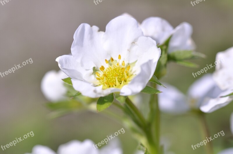 Strawberry Plant Garden Nature Blossom