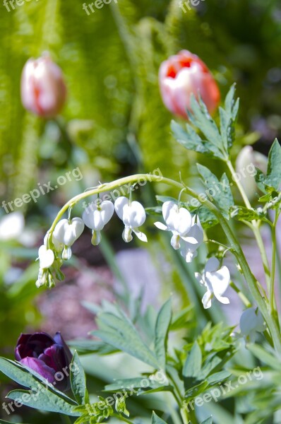 Bleeding Heart White Flower Spring Blossom