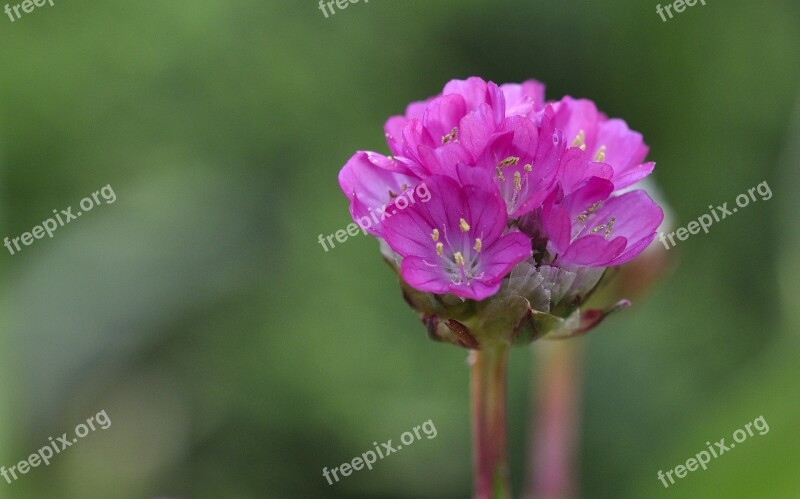 Primrose Flower Blossom Bloom Pink