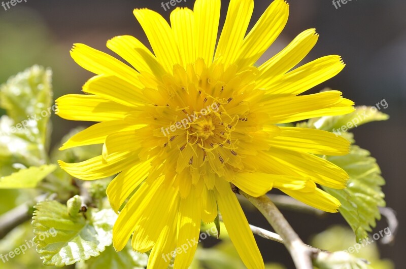 Meadows Dubius Flower Plant Pointed Flower Yellow Flower