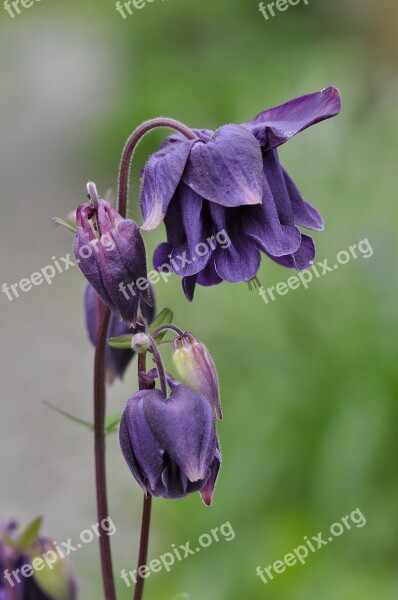 Columbine Flower Plant Flowers Violet