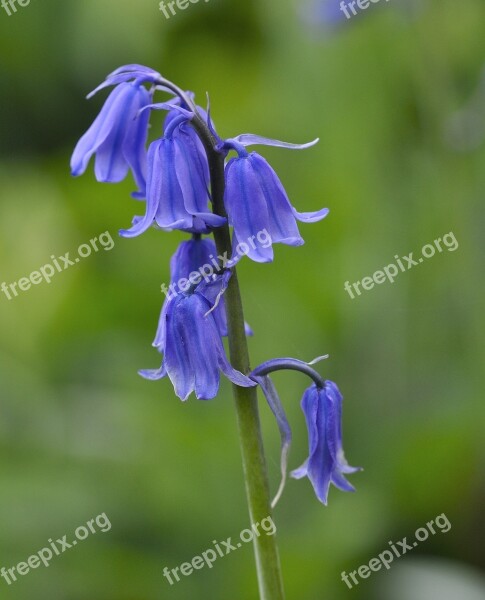 Blue Star Flower Plant Flowers Blue