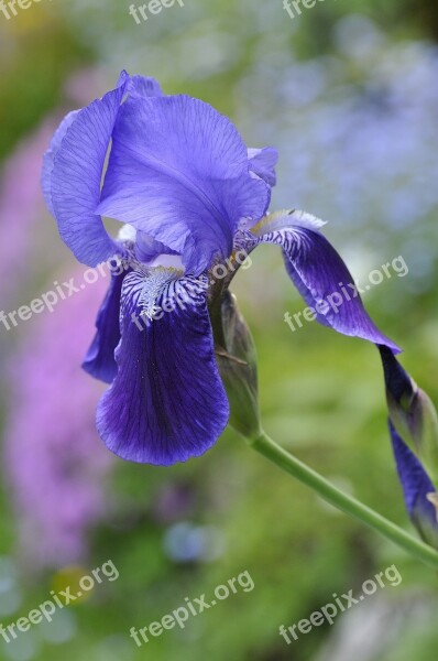 Iris Flower Plant Blossom Bloom