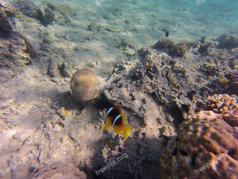 Anemone Fish Fish Nemo Diving Swim