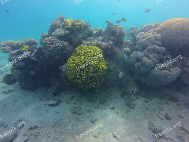 Coral Diving Swim Underwater Divers