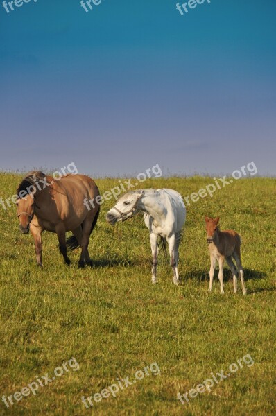 Horses Family Offspring Nature Aggression