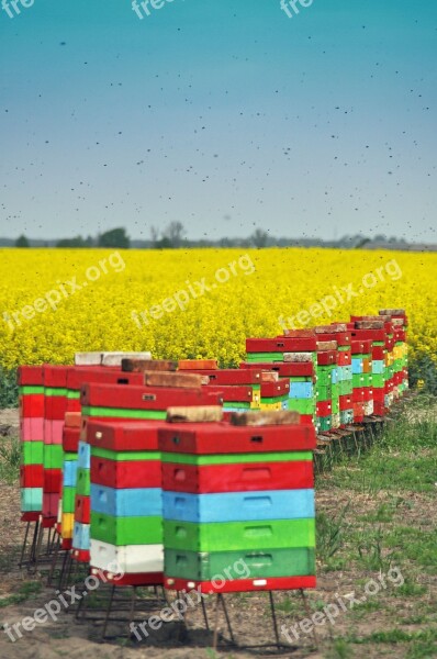 Ule Bees Summer Beekeeping Wooden Beehives