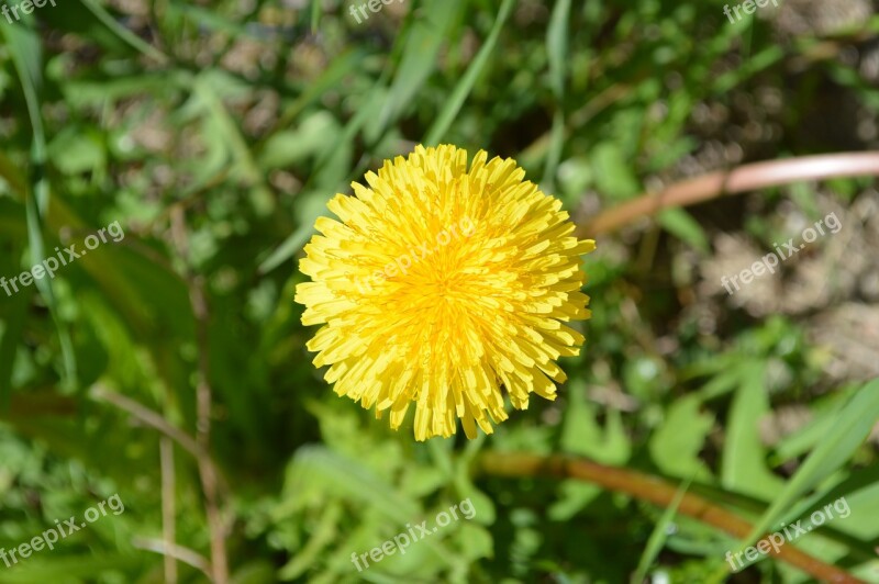 Dandelion Spring Yellow Flower Spring Plant