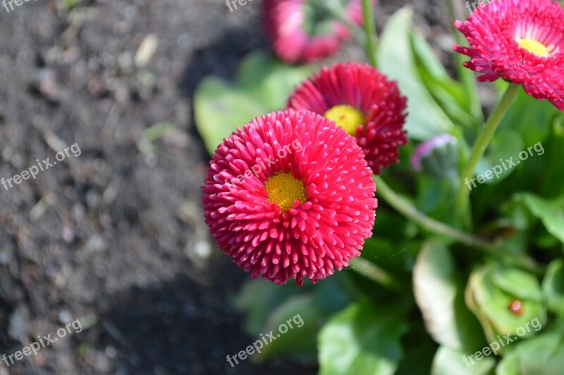 Daisy Bellis Perennis Flower Summer Spring