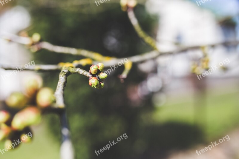 Buds Bud Spring Cherry Tree