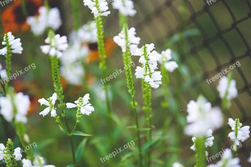 Flower Flowers Little White Green