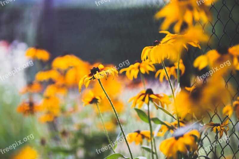 Flower Flowers Bokeh Nature Plant