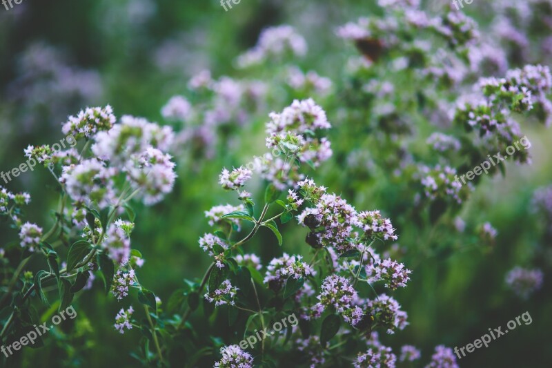 Blooming Oregano Flower Flowers Little