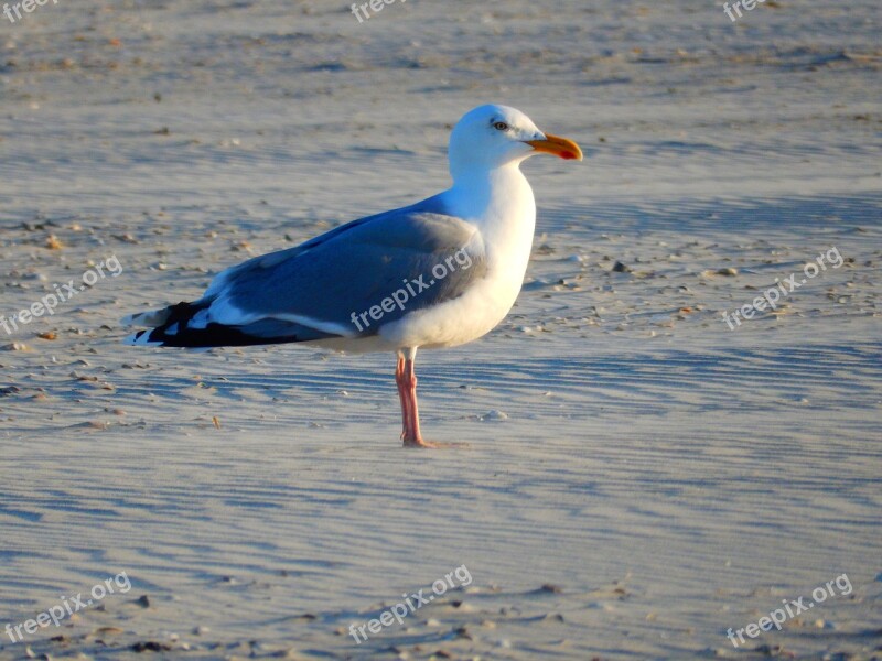 Bird Seagull Beach North Sea Creature