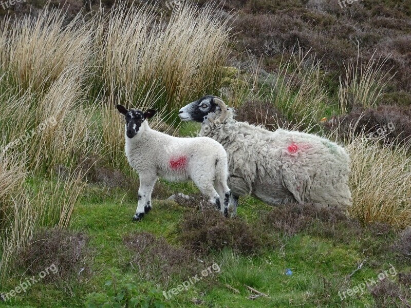 Sheep Ewe Lamb Animal Mammal